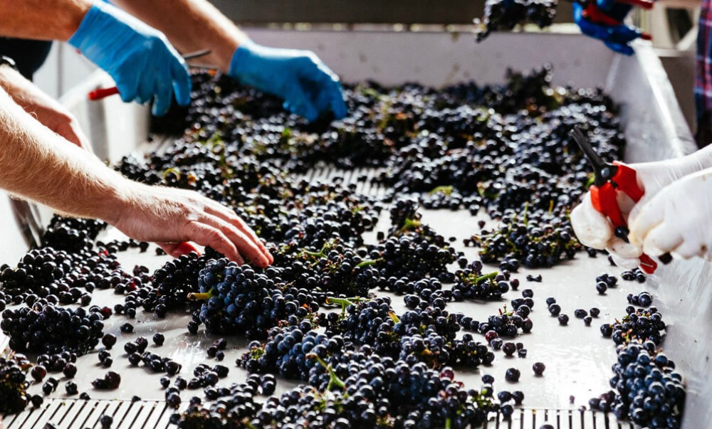 
				Swisse turns wine waste into health supplements		