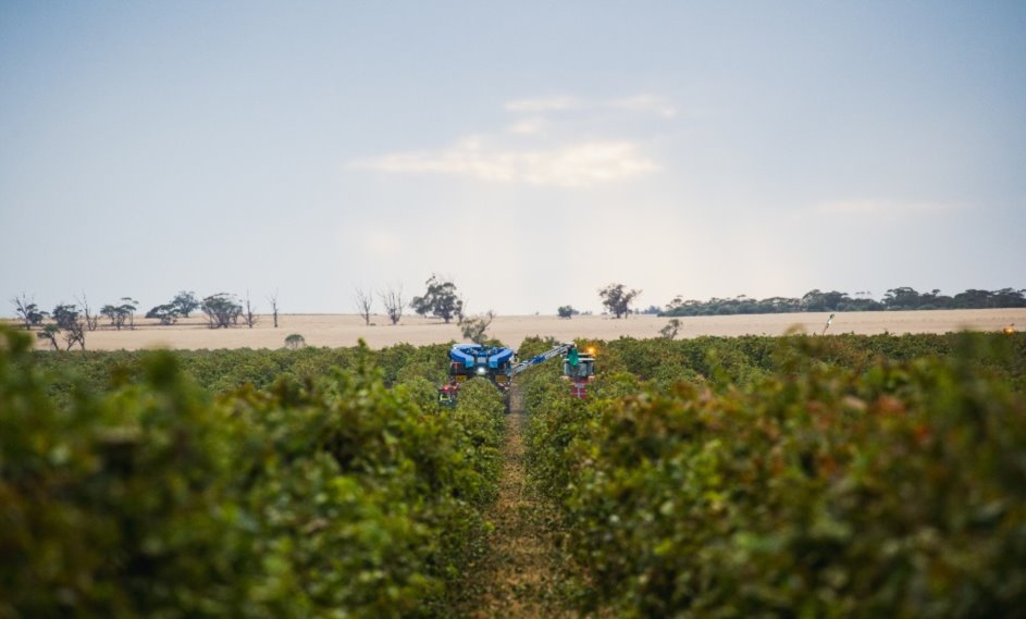 Australian Vintage Limited's 'consistent collaborative & innovative' approach to Supply Chain
